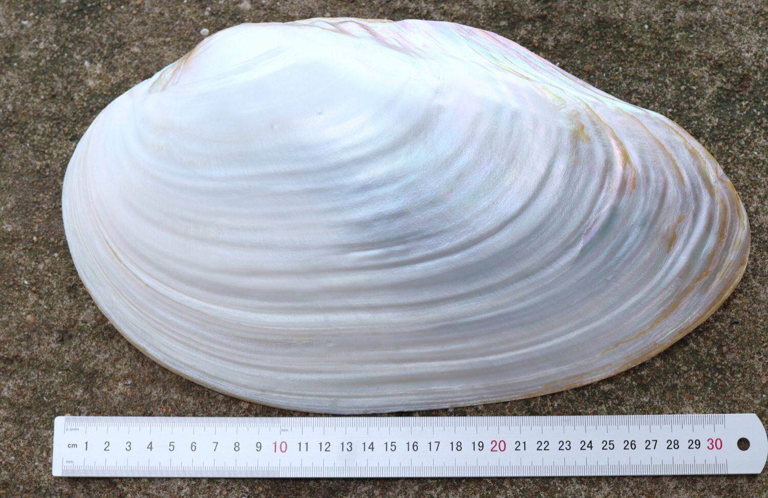 天然大珍珠蚌壳超大贝壳拍摄道具鱼缸水族造景摆件果盘餐盘