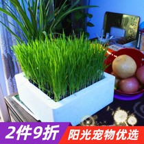 Fresh Grass Planting Suit Black Wheat Grass Wheat Grass Now Eat Now Cut Rabbit Guinea Fowl Dragon Cat Crawl Tortoise Tortoise Fodder
