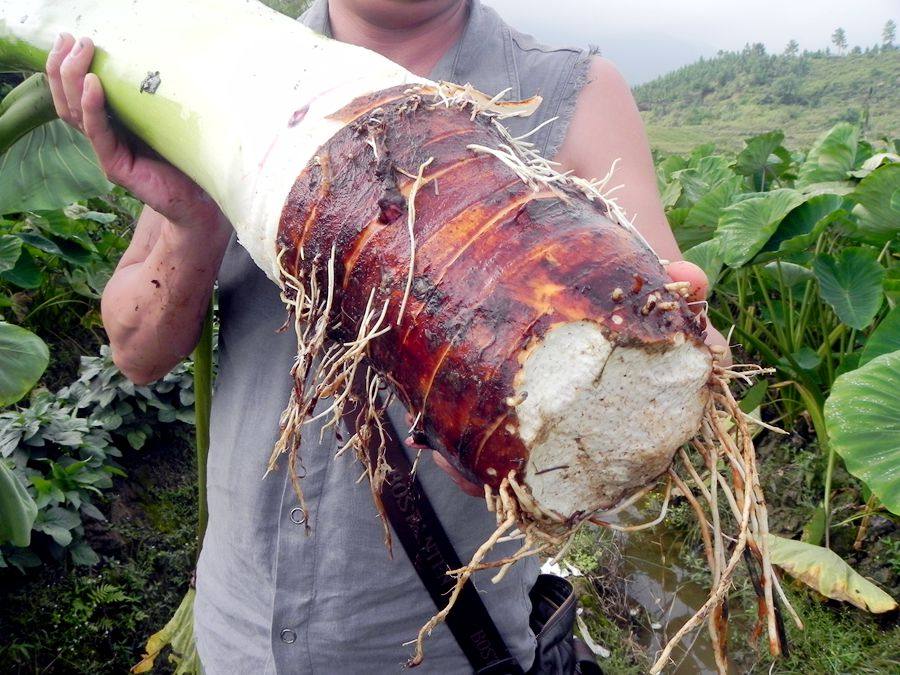 4~5斤1个 乐昌炮弹芋头 张溪芋头 槟榔芋 香芋pk荔浦芋头