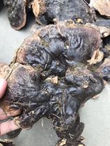 Song Shirt Ganoderma lucidum wild Ganoderma lucidum white meat Ganoderma lucidum Tibetan area light sweet Ganoderma lucidum 1100