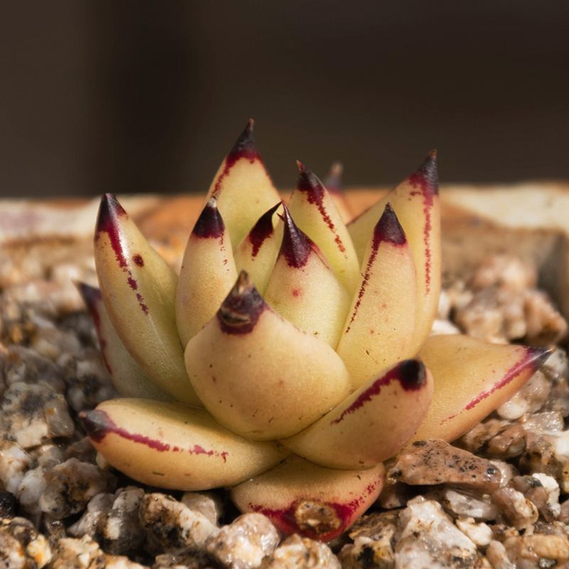 黄皮乌木多肉迷你肉肉花卉绿植盆栽墨亚云南_7折现价18.8元