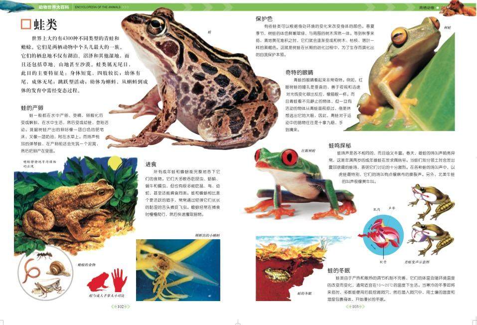 动物世界大百科全4册精装彩色图文版 6-9-12岁少年儿童动物百科全书