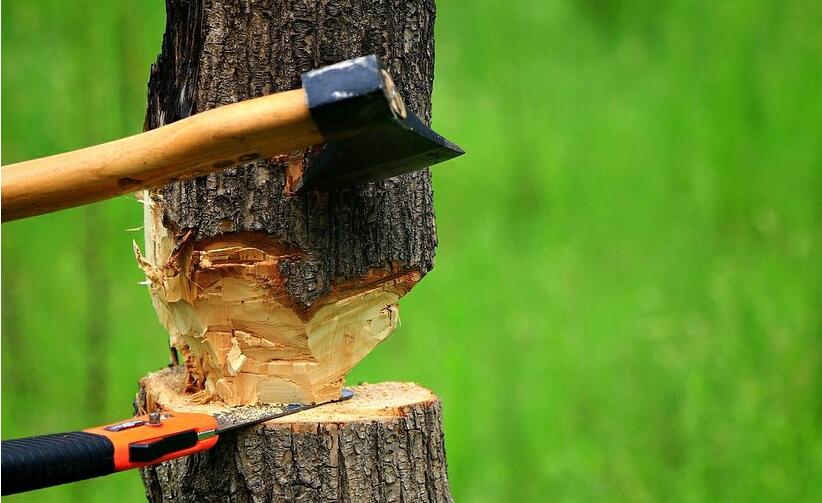 首先用锯和斧头将大约25厘米长枯树干锯下.