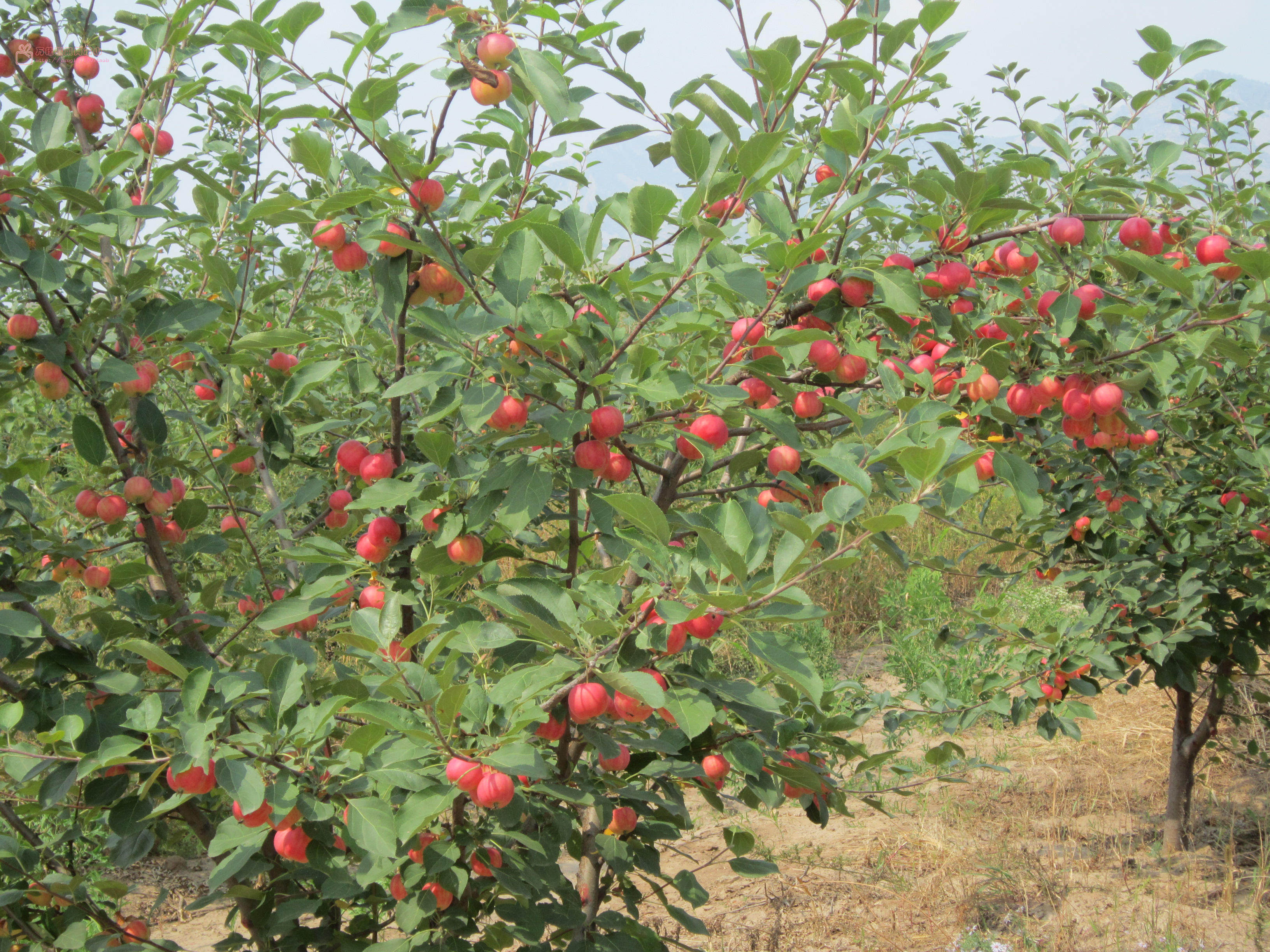 包邮科右前旗恒佳沙果干内蒙特产零食棱形500克酸甜味2016年新果