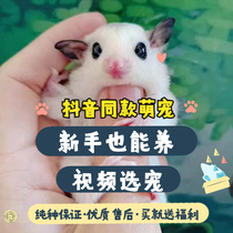 Australian honey bag Living Nectar in Living Things Cubs White Face Mosaic Baby Mesh Red Little Pet Flying Rat Kangaroo