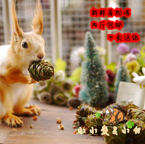 Spot devil snow yellow mountain golden flower squirrel food fresh green pine tower ponytail pine tower has full pine nuts