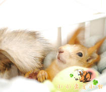 Snowy Yellow Hills Squirrel Hamster Hamster Doll Small Holding Pillow High Quality Small Plush Nest Nibble To Vent Toy Pendant