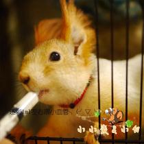Little wheat squirrel Rabbit bird feeding medicine 12 5ml needle tube Golden Flower devil Snow Yellow Mountain young mouse milk mouse