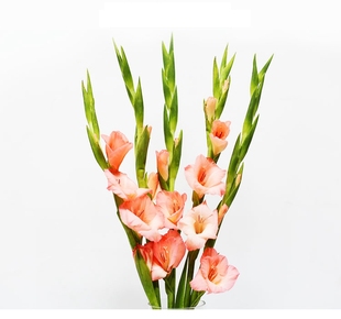 凡花一束剑兰鲜花节节高10支一把川渝满额包邮