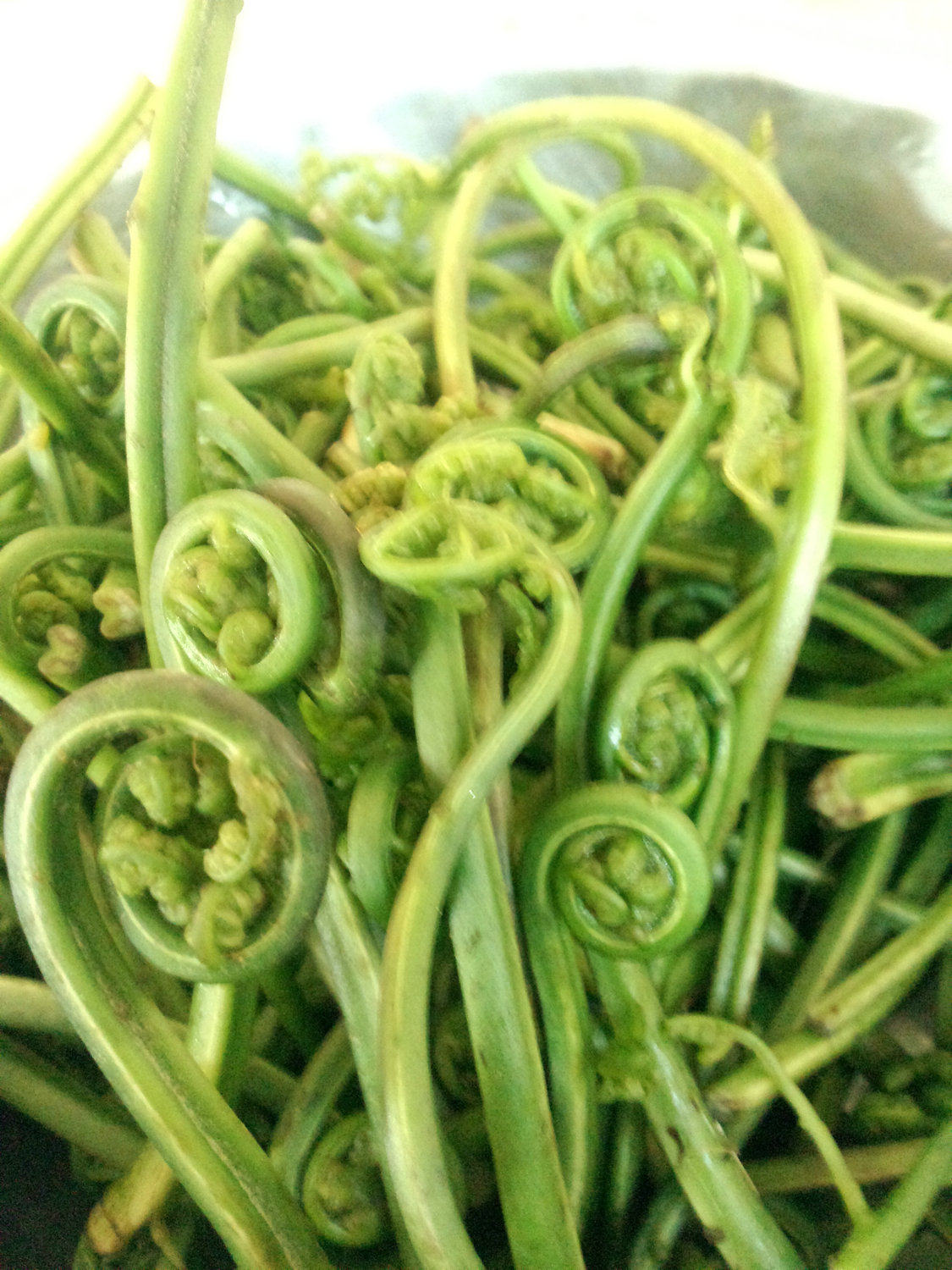 江西安福小菜野菜 野生水蕨菜拳头蕨菜 新鲜采摘蕨根菜3份包邮