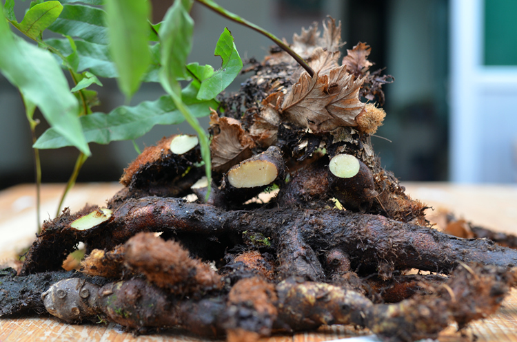 野生新鲜骨碎补爬岩姜巴岩姜毛姜猴子姜申姜 中药材生发500克包邮