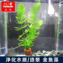 Kangxin self-nourishing golden fish algae fast-growing aquatic plants Purify water quality Fish tank landscaping Easy-to-raise fish shrimp snapdragon special