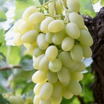 Shacheng Sandaowan space horse milk grapes 8 pounds thin skin and thick meat taste sweet and refreshing not greasy Beijing Tianjin and Hebei Shunfeng