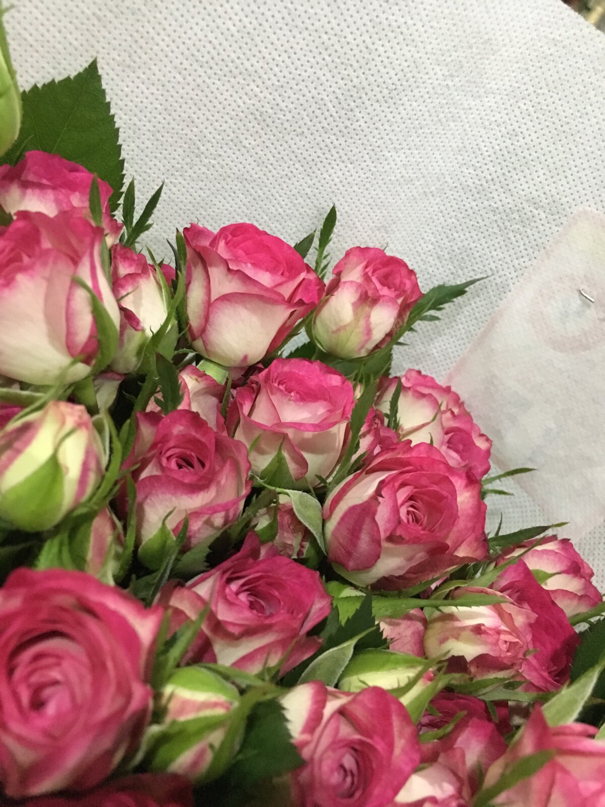 (限量款)新鲜多头玫瑰a级狮子座10支/扎35以上花苞两件空运包