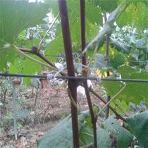 White round 0 6 core galvanized bao jiao xian garden tie reuse 12CM 30000