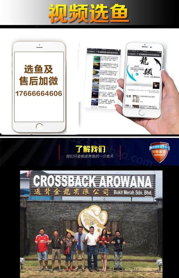 金刀鱼白化七星刀黄金刀鱼龙鱼混养配鱼大型热带观赏鱼活体鱼