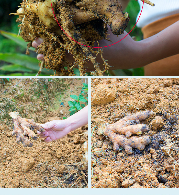 买1送1 萱妈 手工红糖姜茶生姜红糖水姜母茶汤老姜黑糖姜糖250克