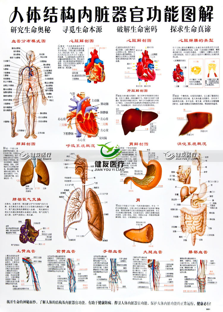 人体器官功能与作用图图片