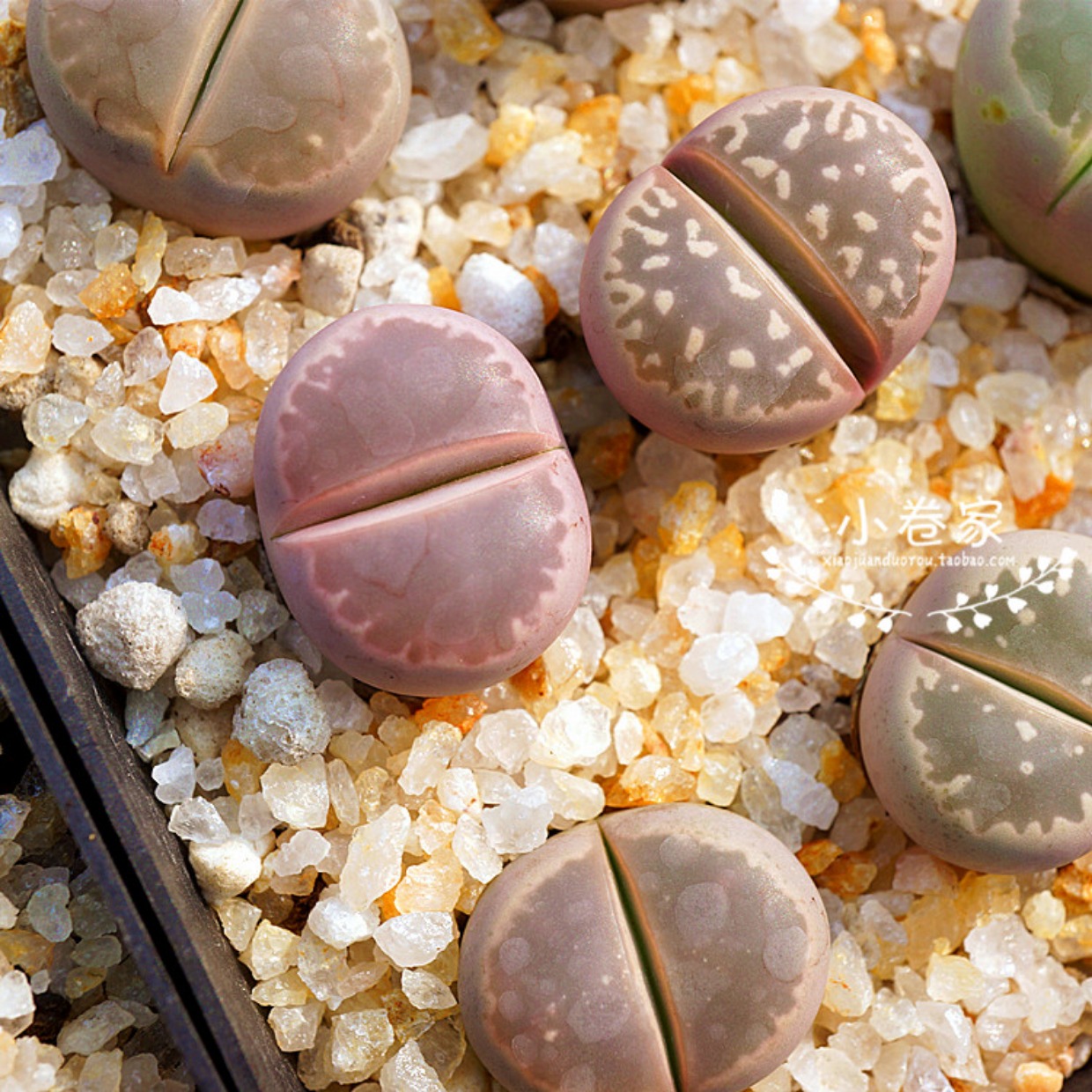 小卷多肉 番杏科 生石花 编号 橄榄玉 粉橄榄玉 屁股花 多肉植物