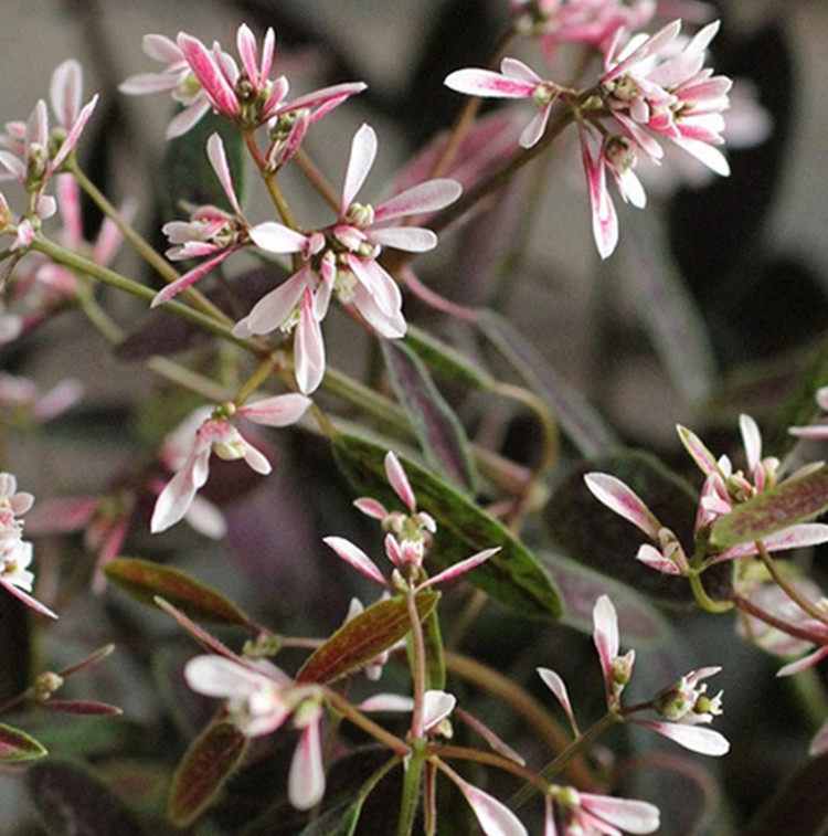 重瓣禾叶大戟圣诞飘雪满天星多年生植物庭院盆栽易爆盆【超耐热】