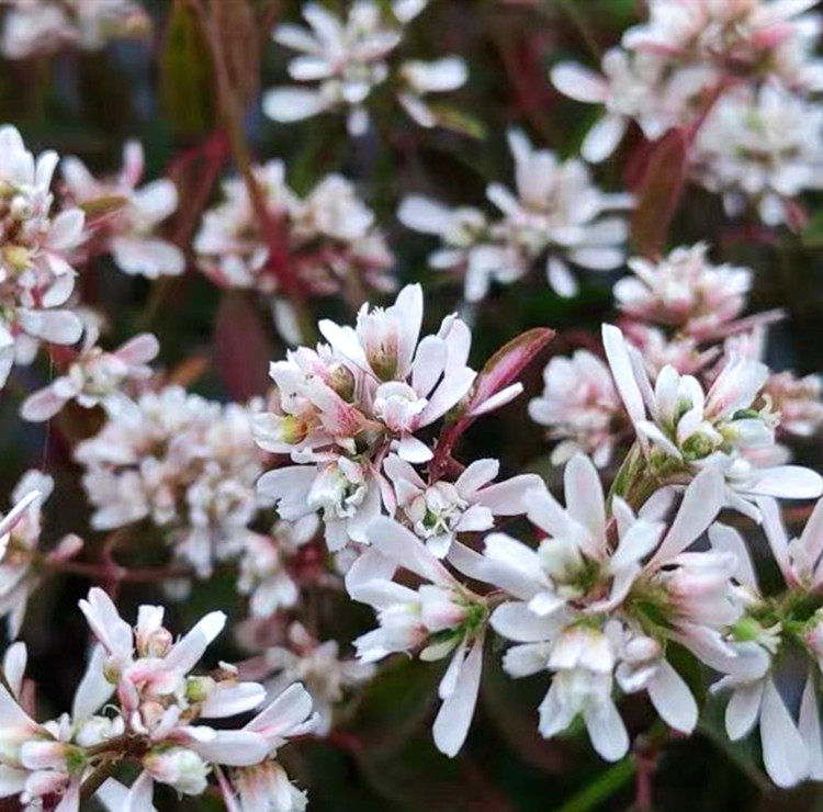 重瓣禾叶大戟圣诞飘雪满天星多年生植物庭院盆栽易爆盆【超耐热】