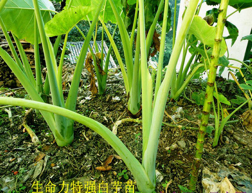 2017年新品白芋苗干天然绿色食品山珍野味3件包邮