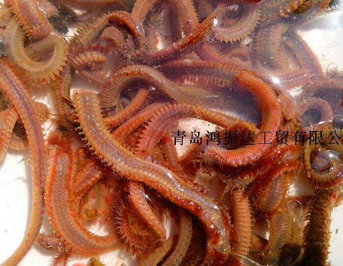 管蛆!1斤!海鲋 鲈鱼 海鲫鱼专杀!鲜活管虫!管食 袋虫