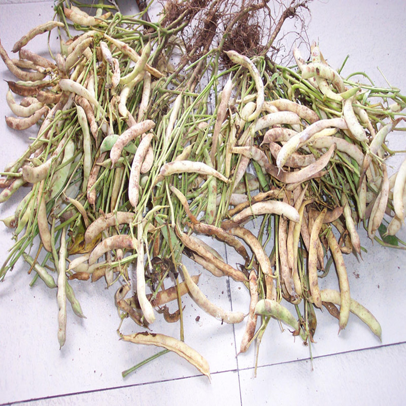 批发【云南特产】大山包特产红芸豆大红豆红腰豆有机红芸豆500克