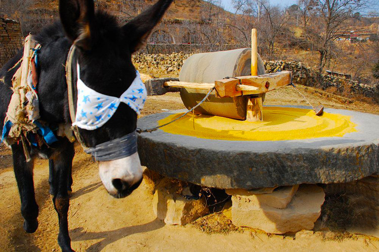 西北小院米脂黄小米新米农家自产小米陕北延安月子小黄米杂粮500g