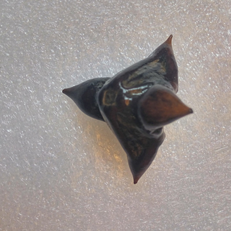 微山湖野生四角菱角带壳菱角带肉菱角干菱角500克5斤包邮菱角蒂