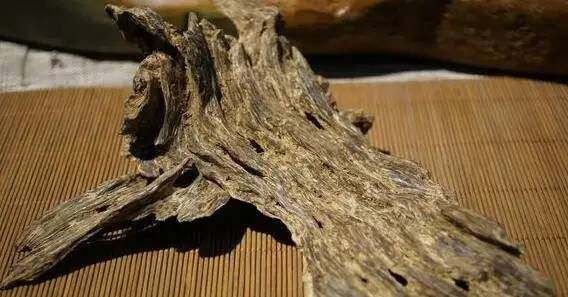 莞香(土沉香)的前世今生