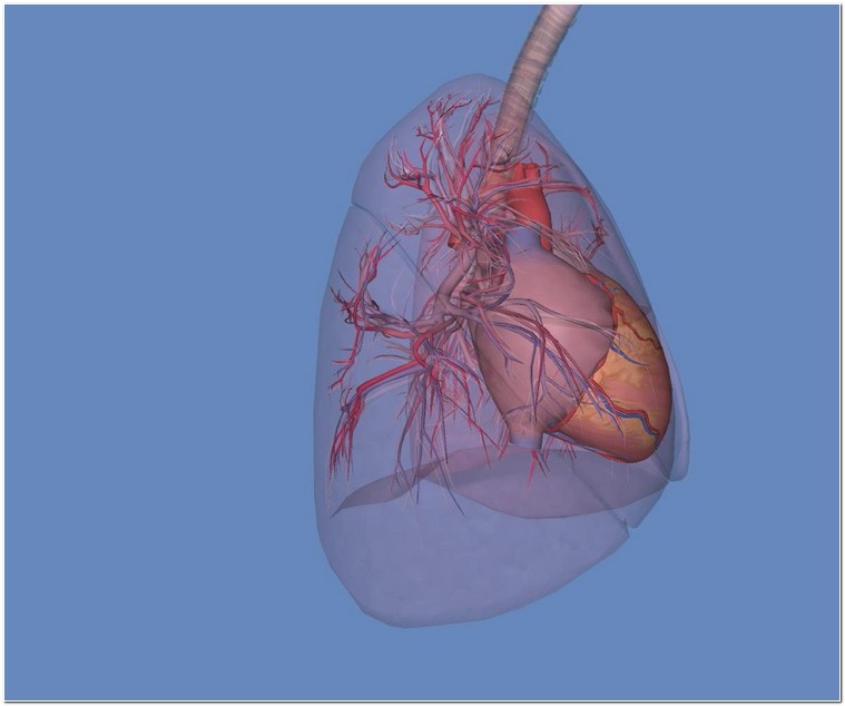 57hd133d制作(医学,人体解剖)心脏,肺循环视频素材
