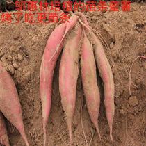 The slim sweet potato of roasted sweet potato cultivated by Wu Huilin honey potato