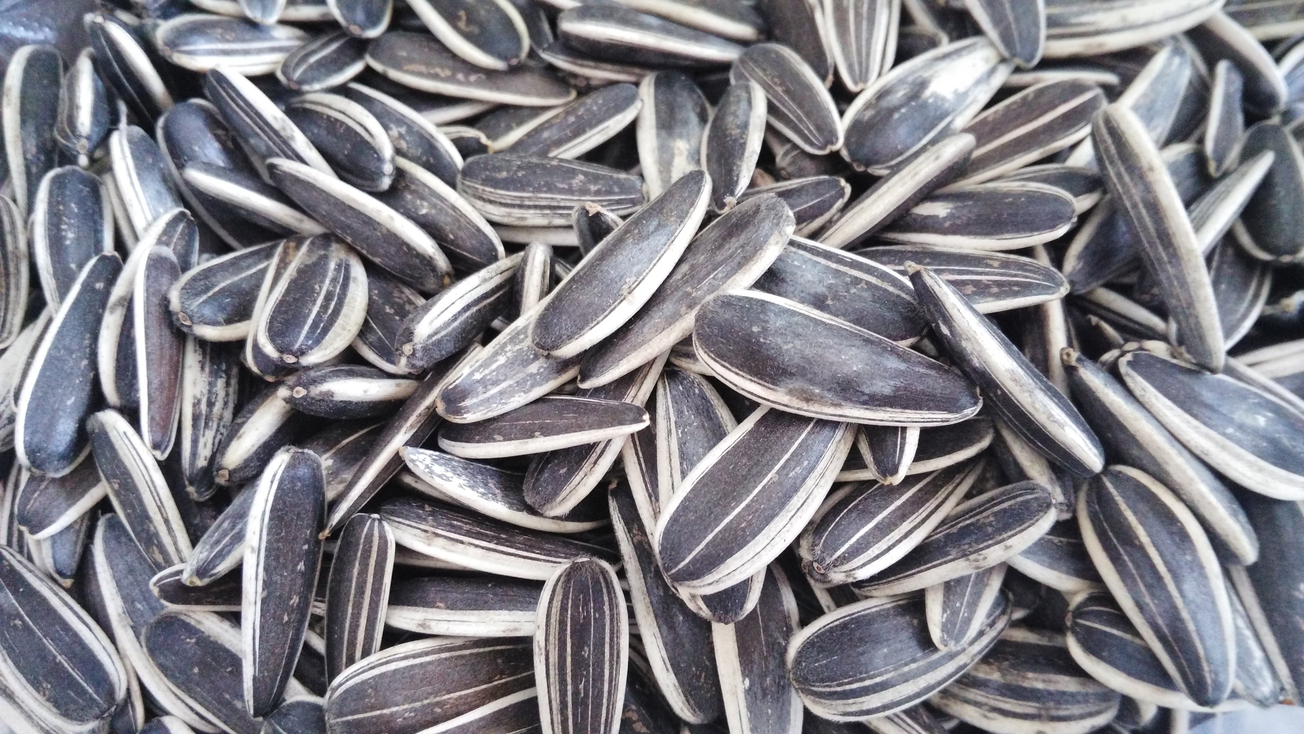 17年新货生瓜子葵花籽大量批散装原味瓜子炒货2500克5斤包邮