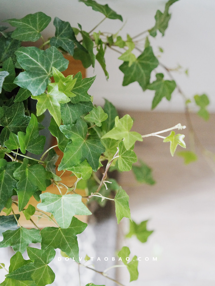 简约风格室内爬藤类攀生植物 叶片如繁星点缀般清新脱俗 室内耐阴
