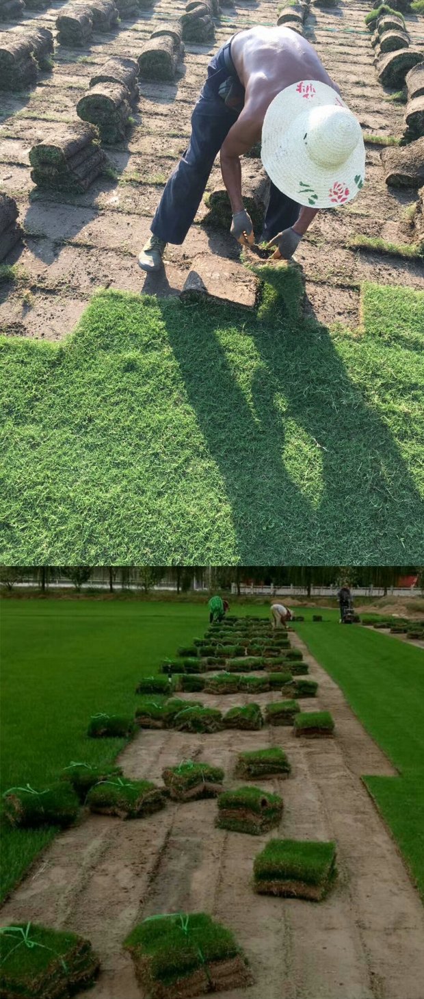 高档进口成品草坪 四季青果岭草 矮生百慕大草坪别墅庭院专用草皮