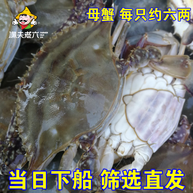 渤海海鲜海蟹螃蟹鲜活梭子蟹鲜活大螃蟹鲜活海飞蟹鲜活渔夫老六 渤海海鲜海蟹螃蟹鲜活梭子蟹鲜活大螃蟹鲜活海飞蟹鲜活渔夫老六