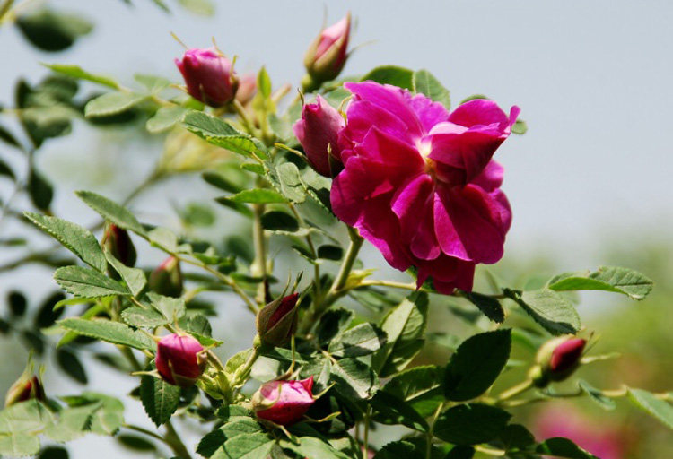 包邮永登苦水玫瑰花茶甘肃特产小花蕾100克袋装 买5送1袋共发6袋