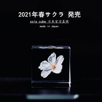 Japan imported sola cube limited cherry blossom specimen resin cube desktop ornaments Tanabata gift