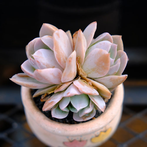 多肉植物木樨甜心 木樨景天 云南多肉淘肉吧肉肉小萌物 不包整_7折