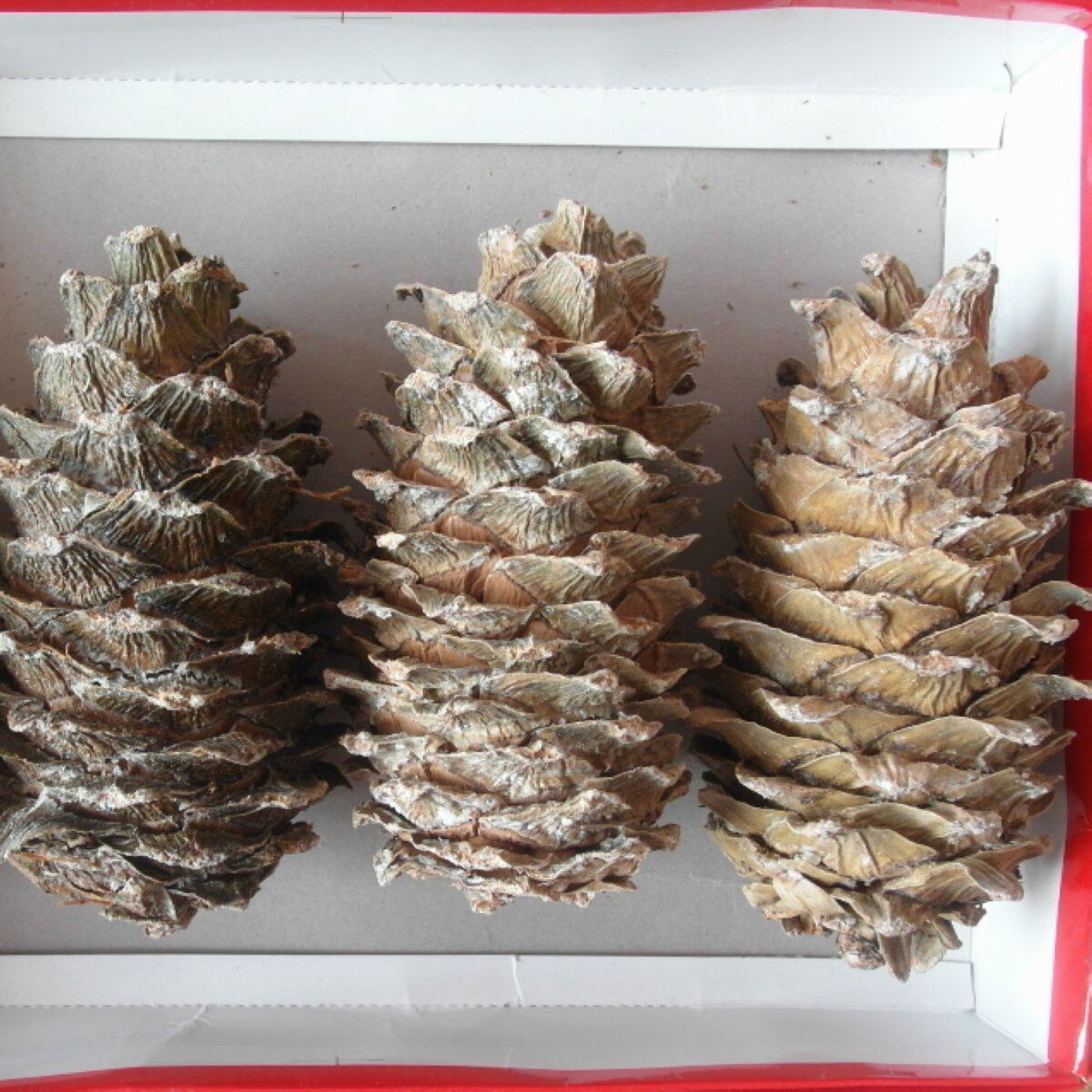 新货大松塔红松塔 松子妈妈 松鼠最爱松鼠粮10元/个10-13厘米左右