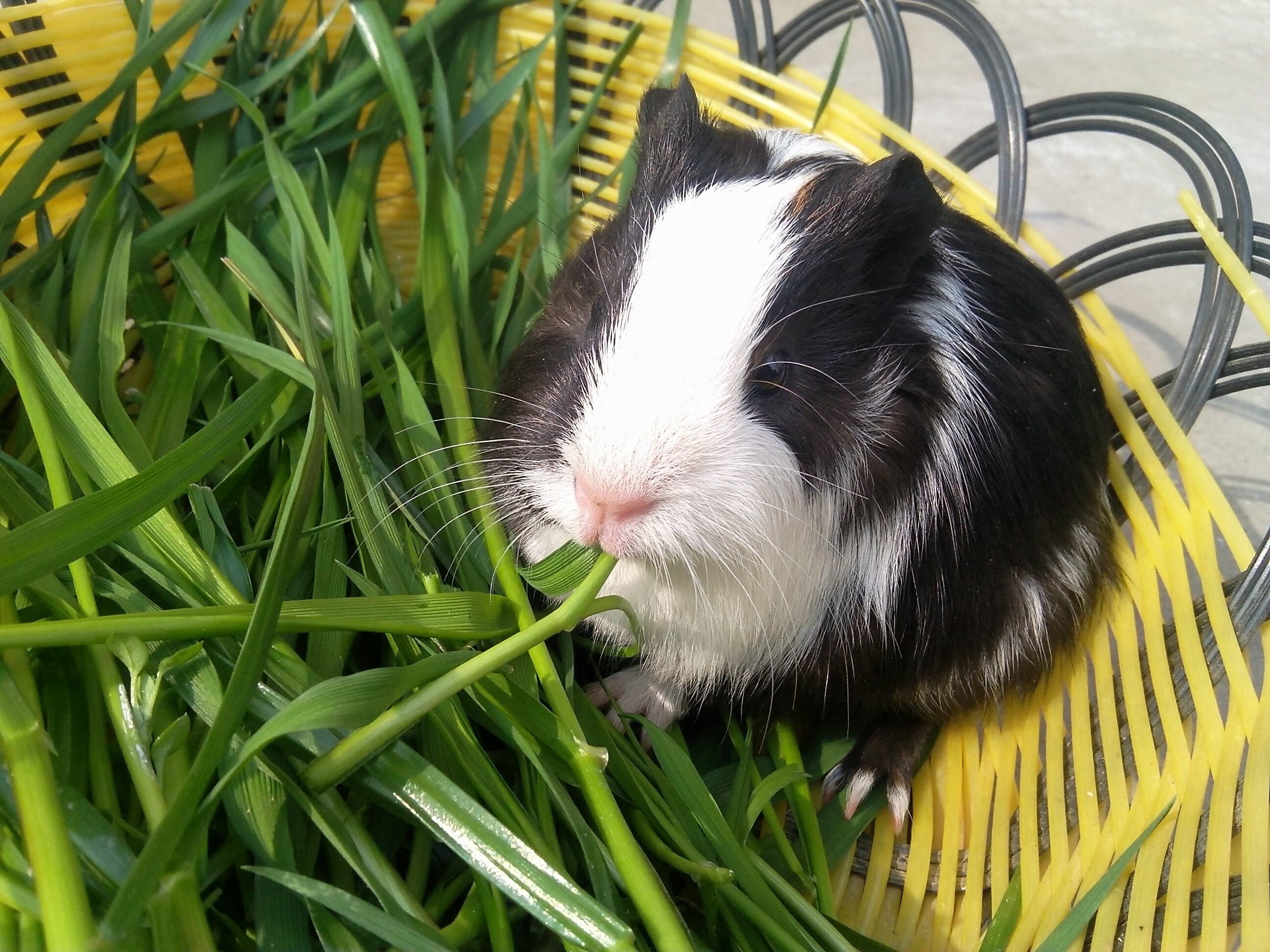自家繁殖宠物豚鼠彩豚荷兰猪荷兰鼠天竺鼠短顺毛活体mm(母)包活