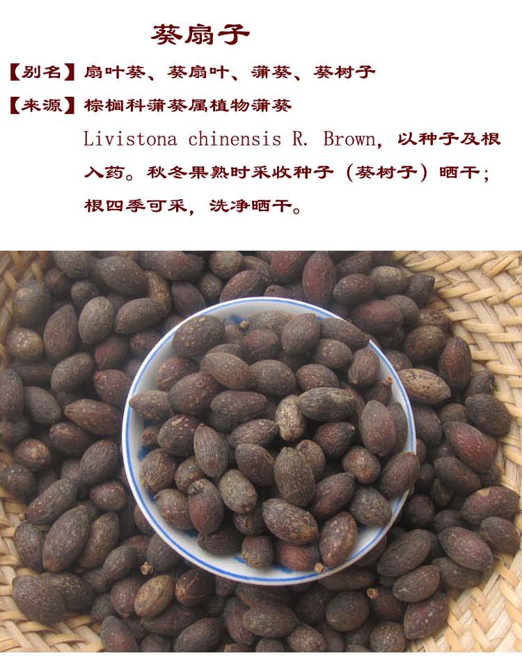中药材野生葵扇子 葵扇籽 葵树籽 葵树子 蒲扇子 蒲葵