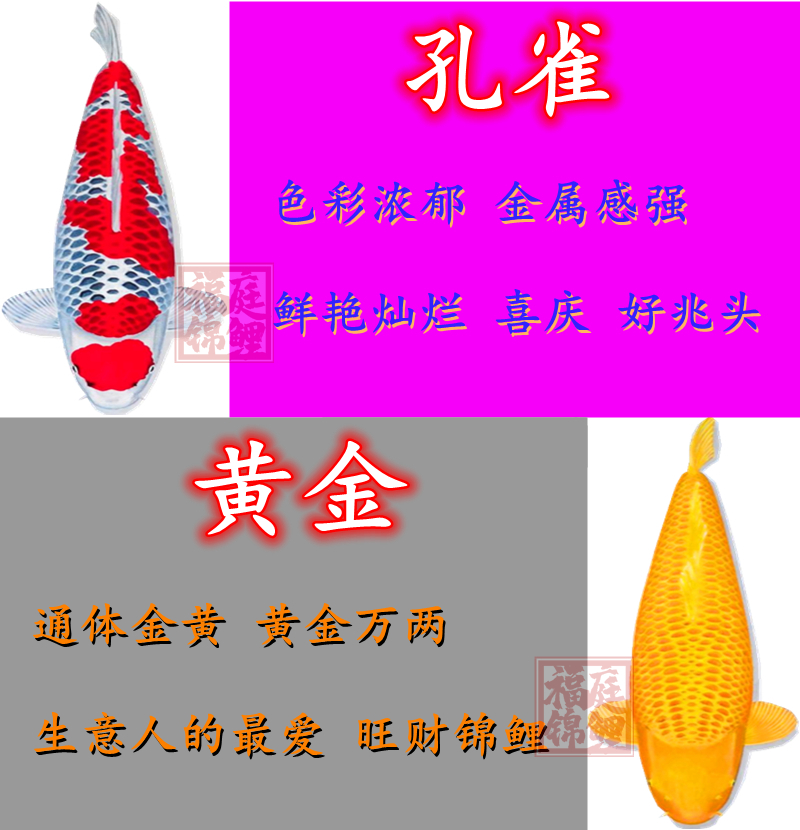 净之美—养鱼不换水+热水器+自来水+水管子 南美异形观赏鱼 第1张