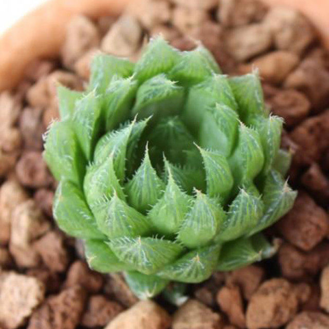 叶之家 多肉植物 水晶掌水晶莲 肉肉 绿植 花卉 盆栽包邮