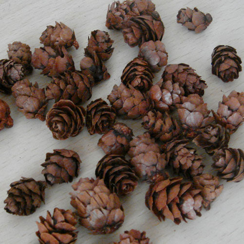 干花松果天然干果装饰摆件圣诞树挂件小松果橡果复古道具10个