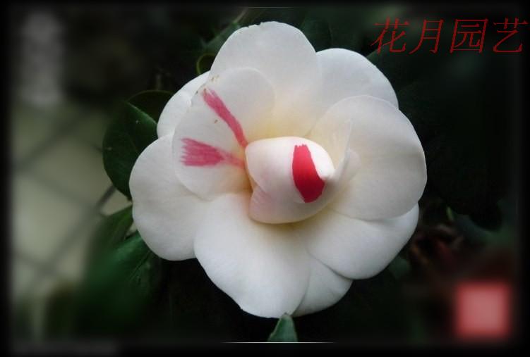 苍梧幻境品种茶花苗花色多变阳台净化空气绿植盆栽花卉庭院精品树