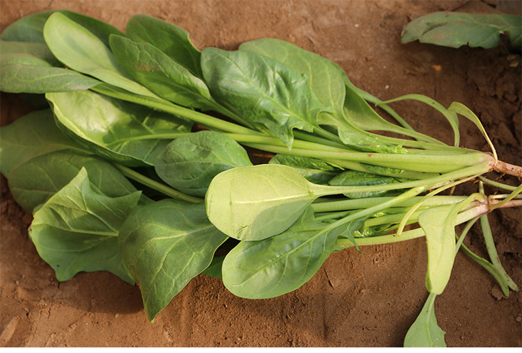 供应老品种大叶菠菜 农家肥种植 特别鲜嫩新鲜蔬菜 每日现摘发货 _蜂