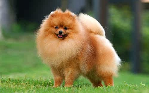 想养只看不见脚的毛球博美,看这里!