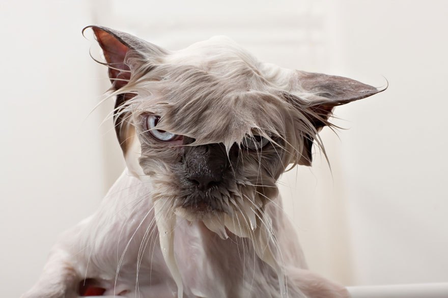 猫咪为什么都那么害怕水